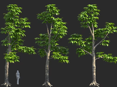 Three Tall Green Trees With Human Figure For Size Proportion And Foliage 3d model