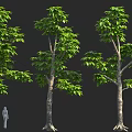 Three Tall Green Trees With Human Figure For Size Proportion And Foliage