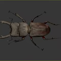 Reddish Brown Beetle with Large Mandibles and Slender Legs on Gray Background 3d model