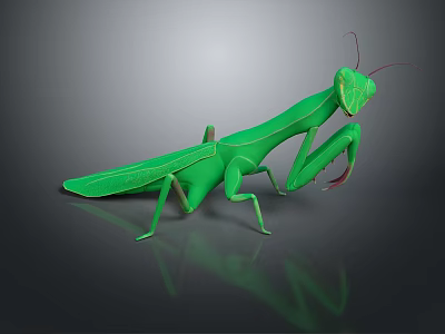 grasshopper insect cartoon locust animation locust anime locust anime game character 3d model