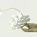 White Orchid Flowers Arranged In Elegant Decorative Transparent Oval Glass Vase