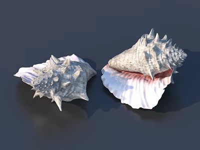 Elegant Decorative Ornament Set With Spiked Conch Shells Pink Interior Gray Exterior Tabletop 3d model