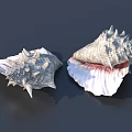Elegant Decorative Ornament Set With Spiked Conch Shells Pink Interior Gray Exterior Tabletop