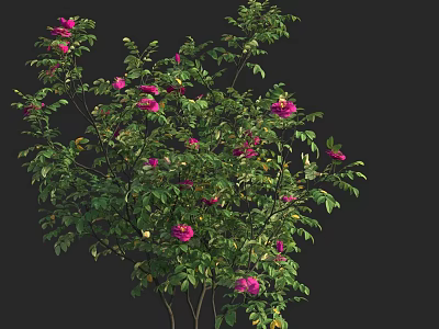 Lush Green Foliage With Vibrant Pink Flowers On Ornamental Shrub Plant 3d model