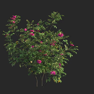 Lush Green Foliage With Vibrant Pink Flowers On Ornamental Shrub Plant 3d model