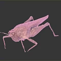 Red Grasshopper With Detailed Texture And Long Hind Legs On Gray Background