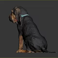 Adorable Basset Hound Puppy With Long Ears Brown Black Fur And Pink Collar Sitting