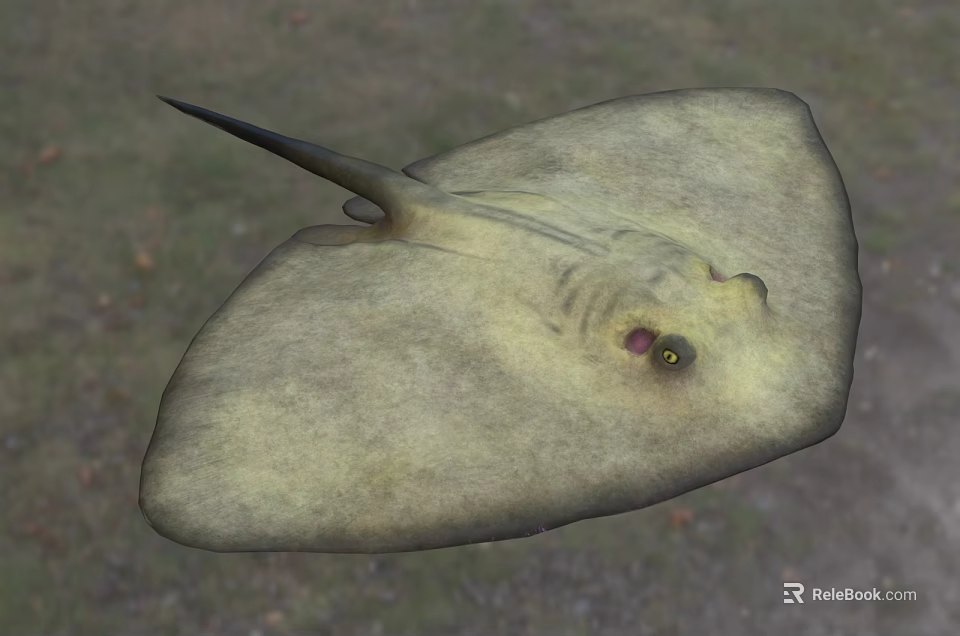 Stingray An Aquatic Animal With Flat Body Yellowish Skin And Prominent Eyes 3d model 