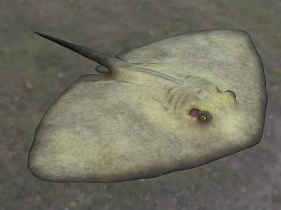 Stingray An Aquatic Animal With Flat Body Yellowish Skin And Prominent Eyes 3d model