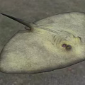 Stingray An Aquatic Animal With Flat Body Yellowish Skin And Prominent Eyes