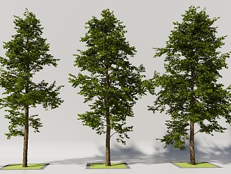 broadleaf tree armored wood 3d model