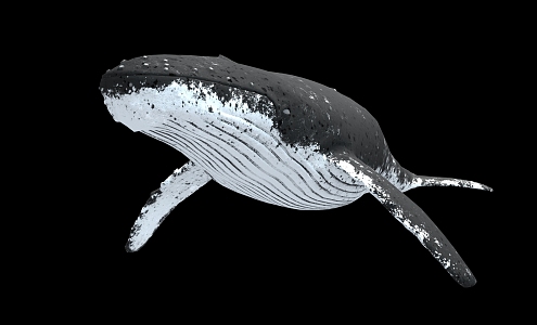 Whale Kun 3d model