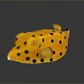 Yellow Puffer Fish With Black Spots On Shiny Surface Showing Reflection