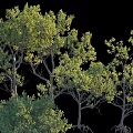 Lush Tall Arbor Trees With Green Foliage And Strong Trunks In Natural Environment