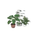 Tall Tree with Slender Leaves in Gray Planter Among Green Foliage and Colored Pots