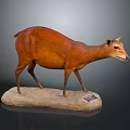 Realistic Brown Small Deer Taxidermy Mount On Stone Base In Dark Background