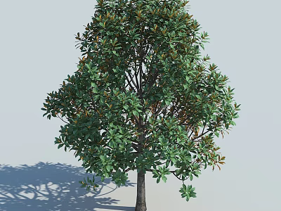 Lush Green Tree With Brown Trunk And Natural Shape Casting Shade On Light Background 3d model