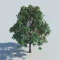 Lush Green Tree With Brown Trunk And Natural Shape Casting Shade On Light Background