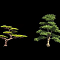 Two Green Arbor Trees With Curved And Upright Branches Against Black Background