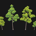Green Leafy Bushes In Various Sizes With Lush Foliage For Garden Design