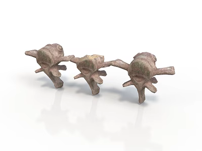 Three Detailed Bronze Anatomical Vertebrae Models Representing Human Organ Structure 3d model