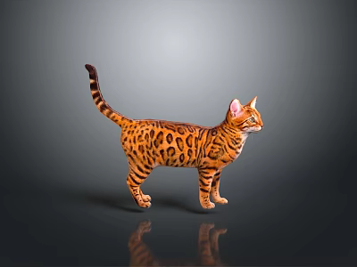 Leopard Spotted Cat Standing On Dark Background With Full Body View And Clear Reflection 3d model