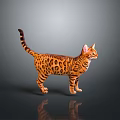 Leopard Spotted Cat Standing On Dark Background With Full Body View And Clear Reflection 3d model