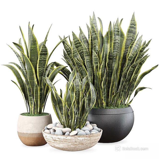 Ornamental Plant Arrangement With Snake Plants In Assorted Decorative Pots For Indoor Decor 3d model 