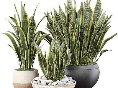 Ornamental Plant Arrangement With Snake Plants In Assorted Decorative Pots For Indoor Decor 3d model
