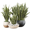 Ornamental Plant Arrangement With Snake Plants In Assorted Decorative Pots For Indoor Decor