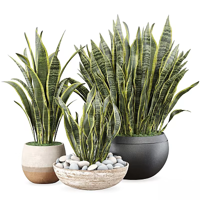 Ornamental Plant Arrangement With Snake Plants In Assorted Decorative Pots For Indoor Decor 3d model