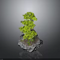 Small Green Bonsai Plant With Tree Like Foliage Growing On Gray Stone Base