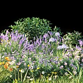 Vibrant Garden Flowers Featuring Lavender White Blooms Yellow Daisies and Green Foliage