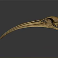 Bird Skull Skeleton With Long Curved Beak And Detailed Bone Structure