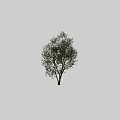 Lush Green Arbor with White Trunk and Person Silhouette Against Black Background