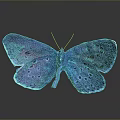 Vibrant Blue Iridescent Butterfly With Spotted Wings And Reflection On Shiny Surface