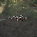 Spotted Aquatic Lungfish With Black Body Spots In Natural Habitat