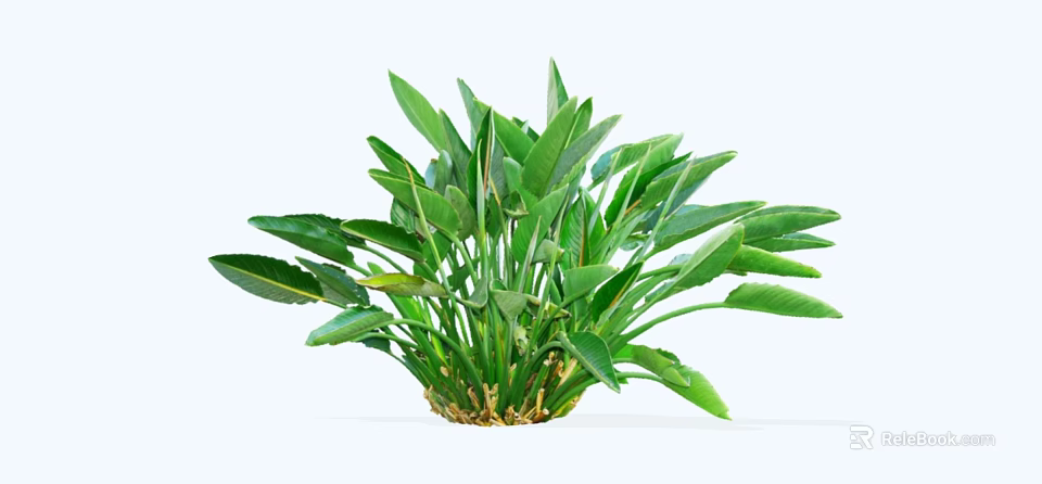 Healthy Lush Green Shrub With Broad Vibrant Leaves For Garden Landscaping 3d model 