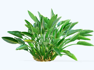 Healthy Lush Green Shrub With Broad Vibrant Leaves For Garden Landscaping 3d model