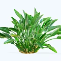 Healthy Lush Green Shrub With Broad Vibrant Leaves For Garden Landscaping