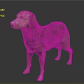 Brown Labrador Dog Standing On Gray Background With Smooth Fur