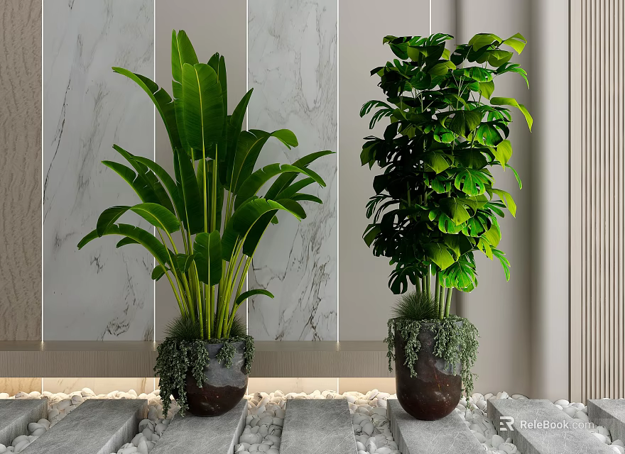 Potted Bonsai Plants with Lush Green Leaves in Decorative Pots Indoor Marble Wall Setting 3d model 