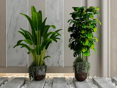Potted Bonsai Plants with Lush Green Leaves in Decorative Pots Indoor Marble Wall Setting 3d model