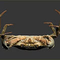 Detailed Aquatic Animal Crab Featuring Light Colored Body And Raised Claws On Dark Background