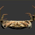 crab sea crab river crab hairy crab bread crab hermit crab big crab small crab marine animal fish 3d model