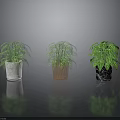 Three Potted Green Plants With Different Colored Pots On Shiny Reflective Surface