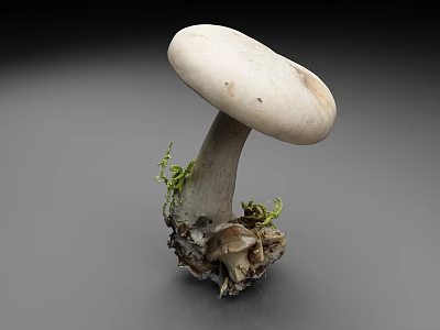White Mushroom With Round Cap And Stem Growing From Soil With Green Moss 3d model