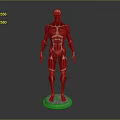 Human Limb Muscle Anatomy Model Displaying Full Detailed Muscular Structure