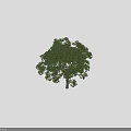 Two Tall Arbor Trees with Lush Green Foliage and Human Silhouette for Size Comparison