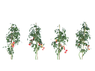 Vibrant Tomato Plants with Green Leaves and Red Tomatoes Arranged in a Row 3d model